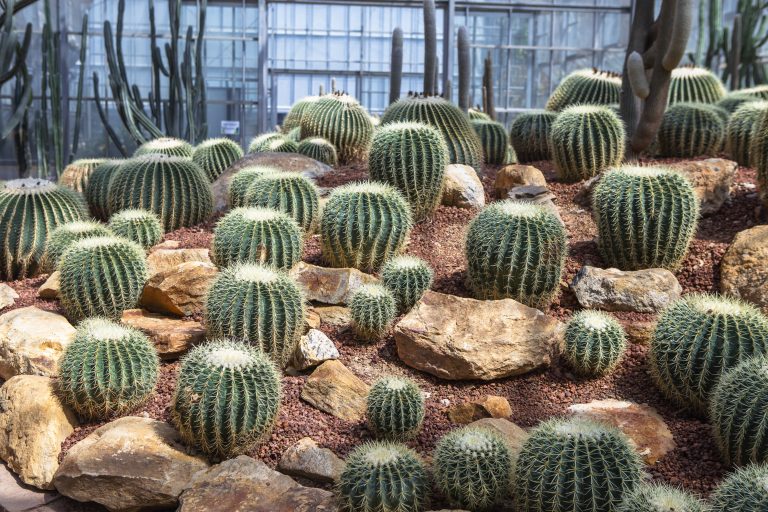 Round cacti arranged within a dry gravel garden