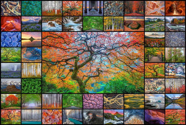 Collage of landscape photographs surrounding an autumn tree image