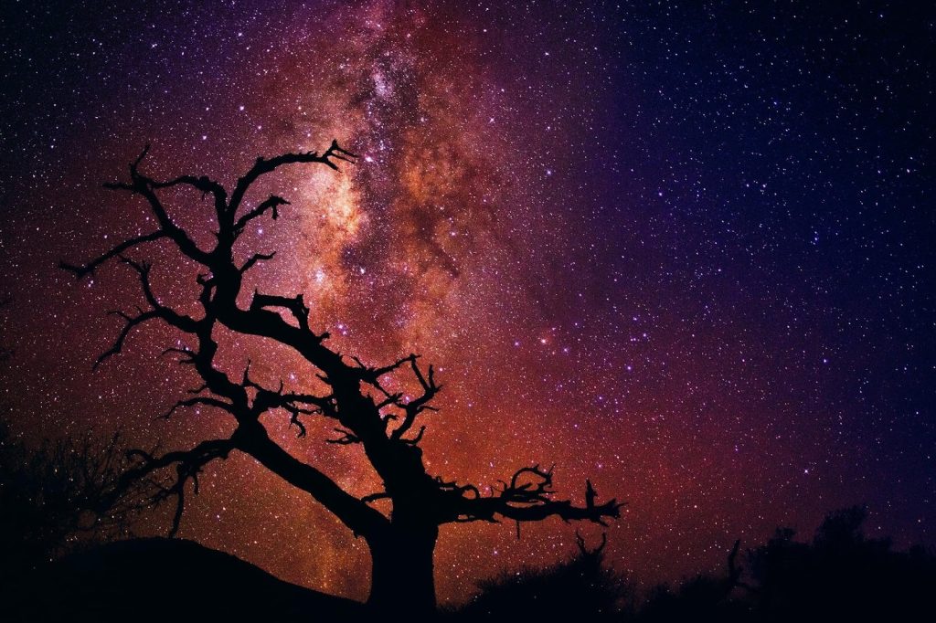Silhouette of a bare tree against the Milky Way