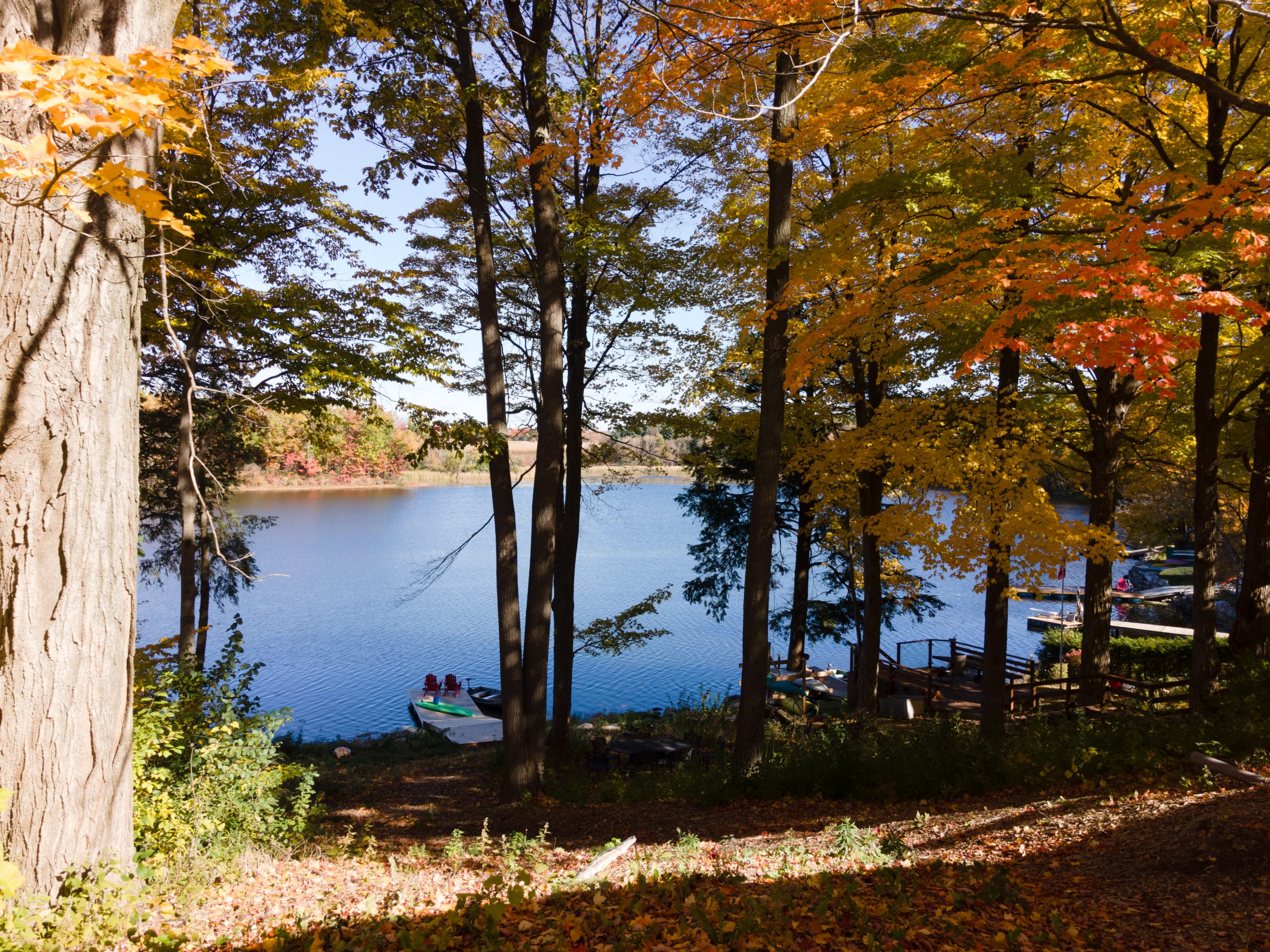 Lake view through golden autumn trees