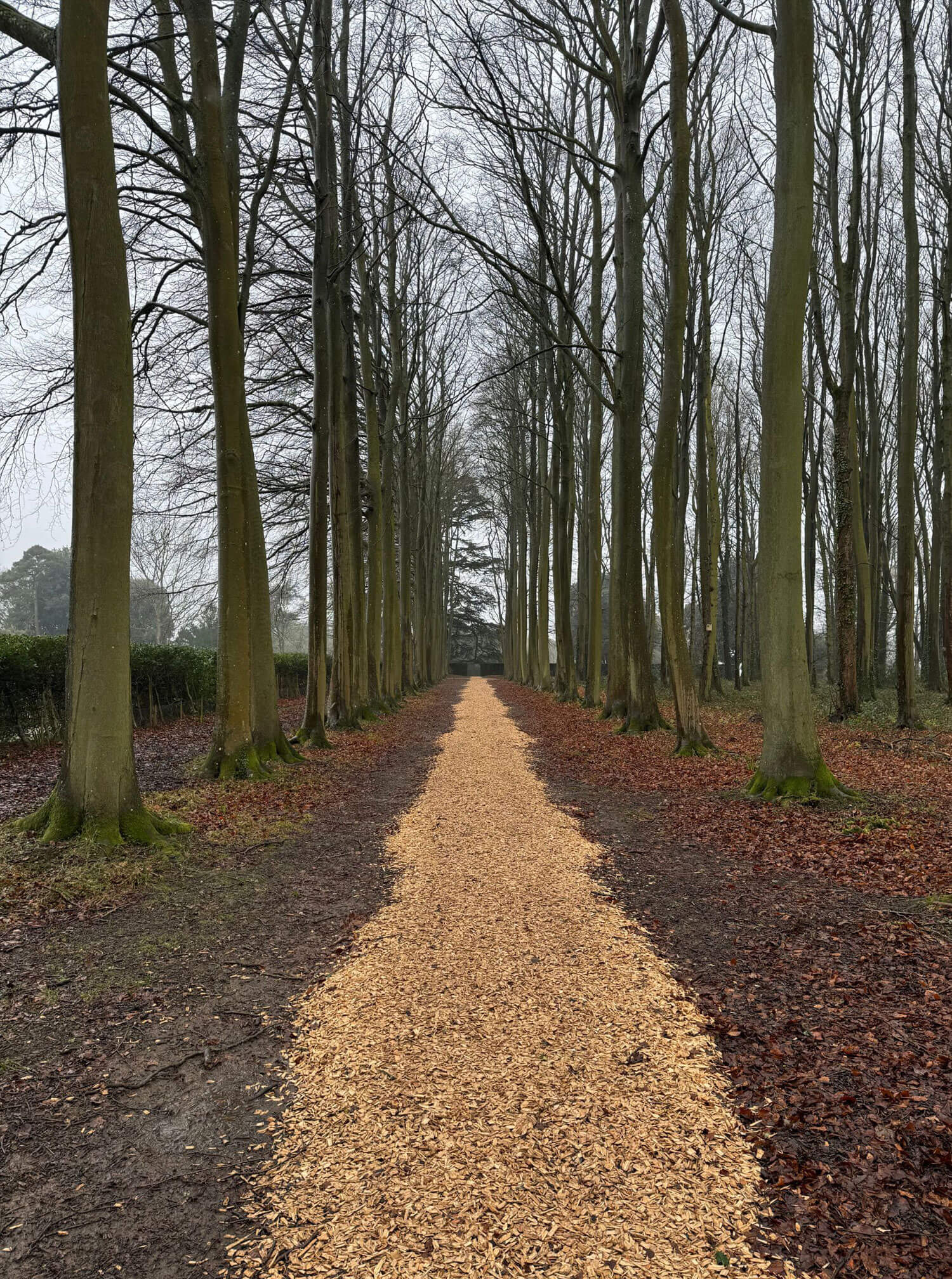 Gravel path through an avenue of bare trees
