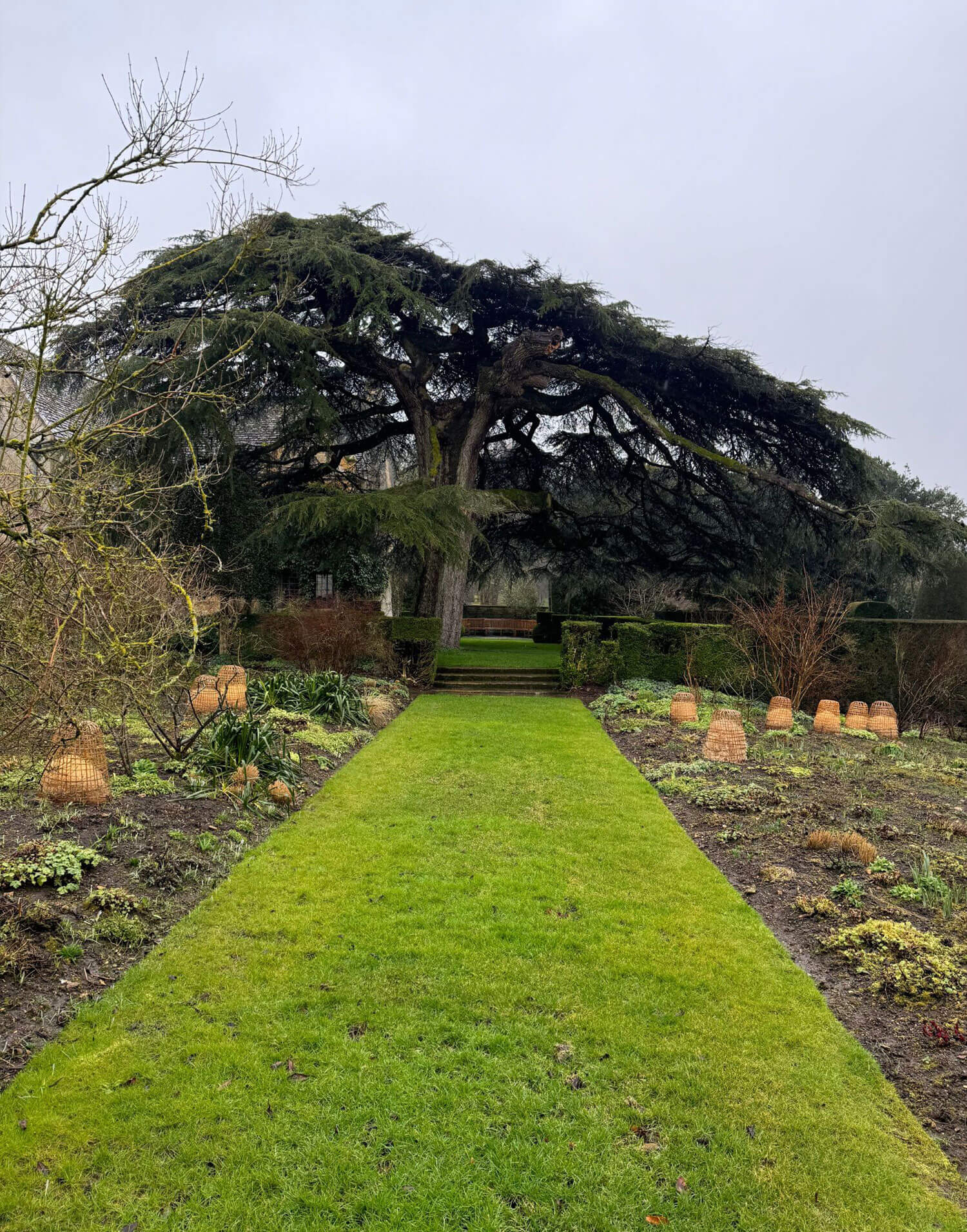 Cedar tree at the end of a grass path