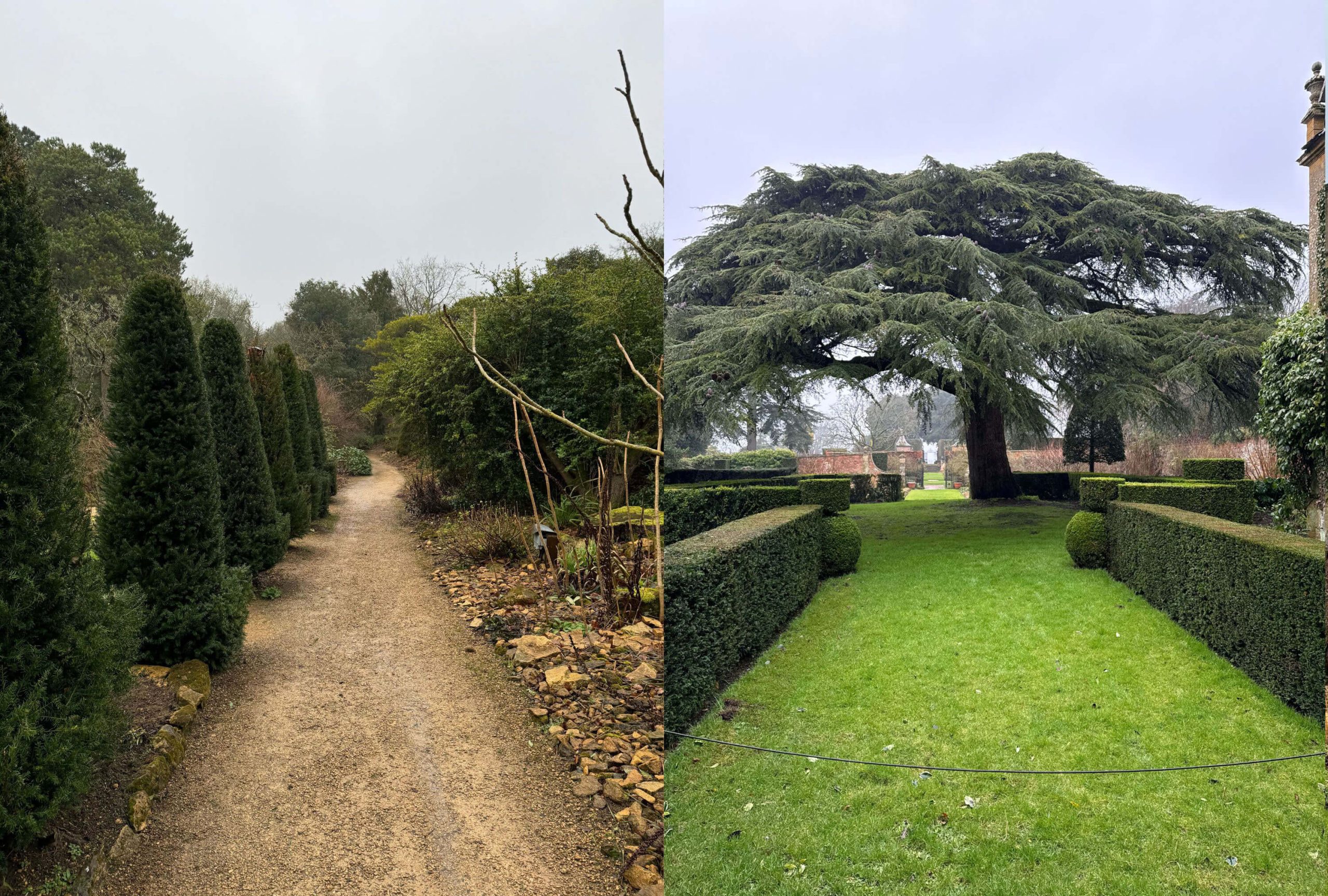 Paired hedge-lined paths and a spreading cedar