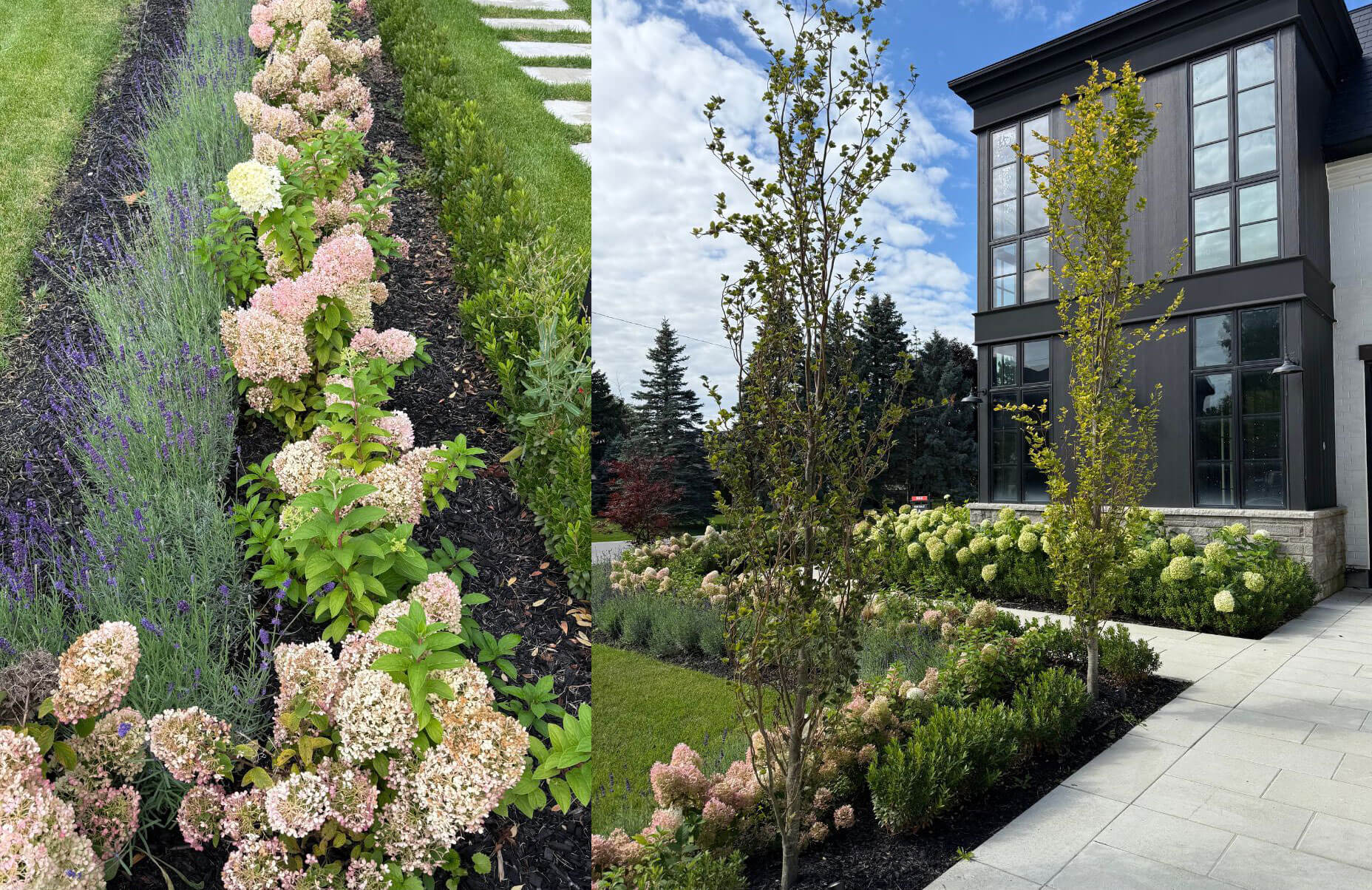 Hydrangea-lined entry garden and residence facade