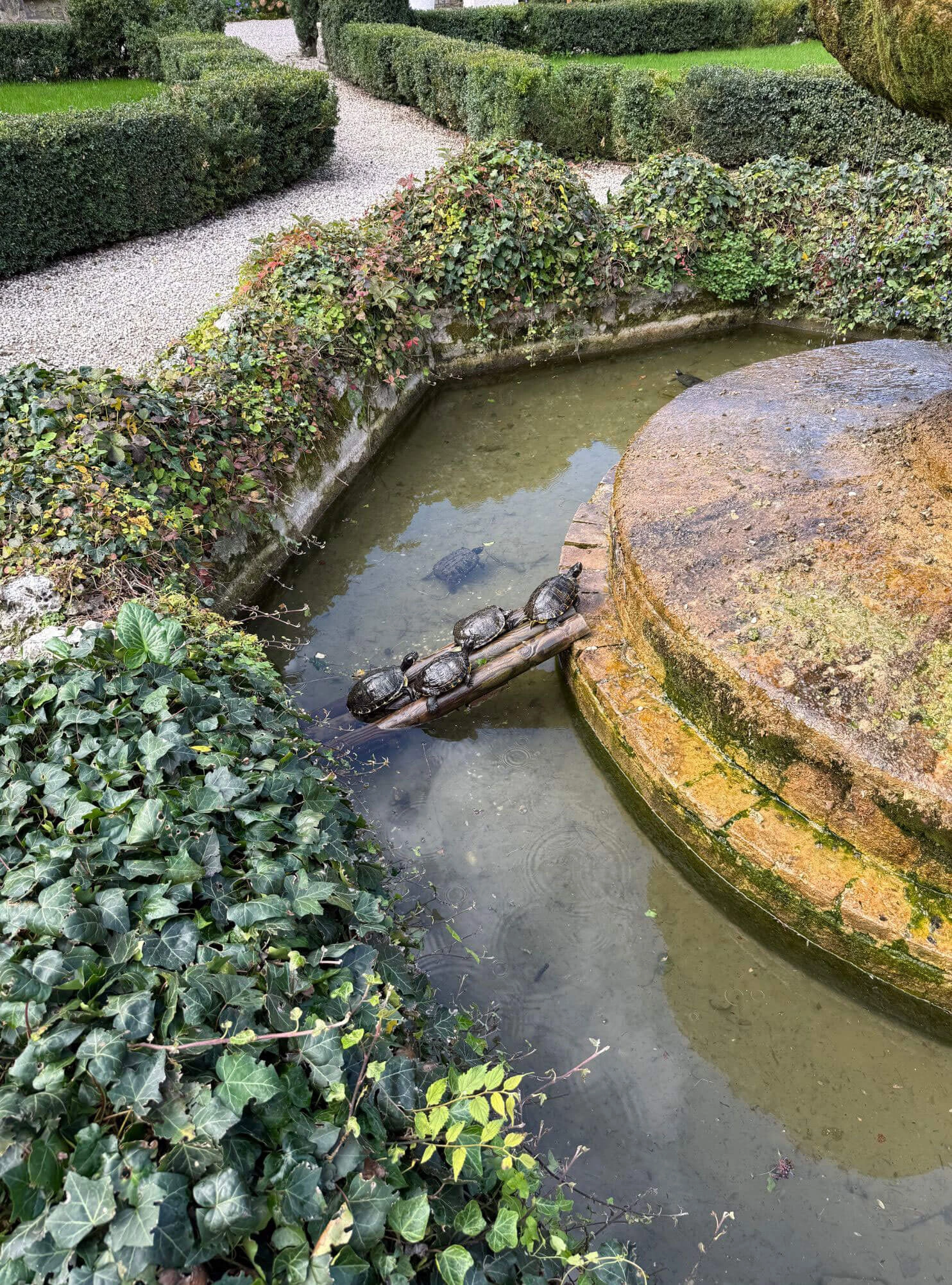 Turtles beside a circular stone garden fountain
