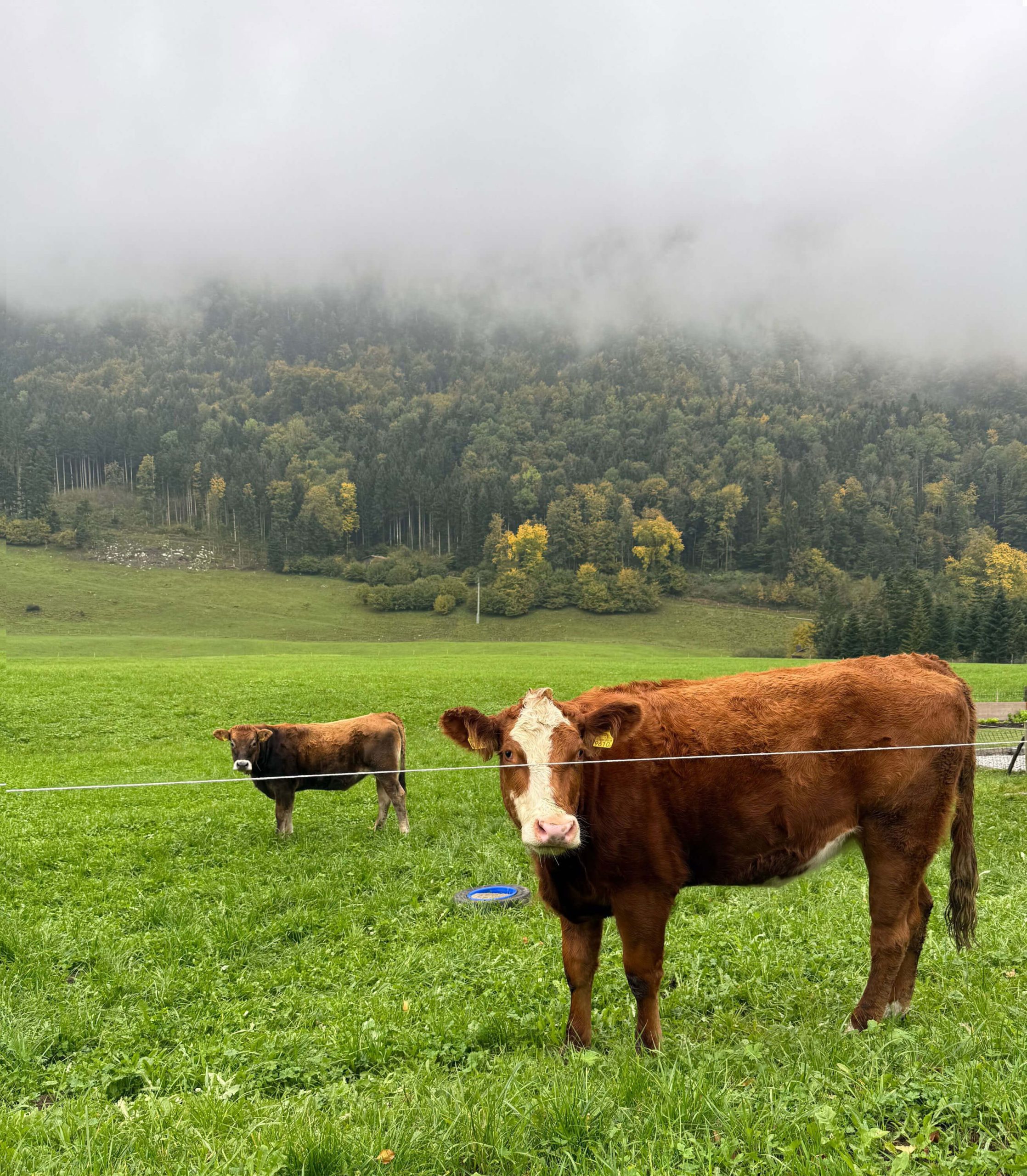 Cows grazing on a green hillside beneath low cloud