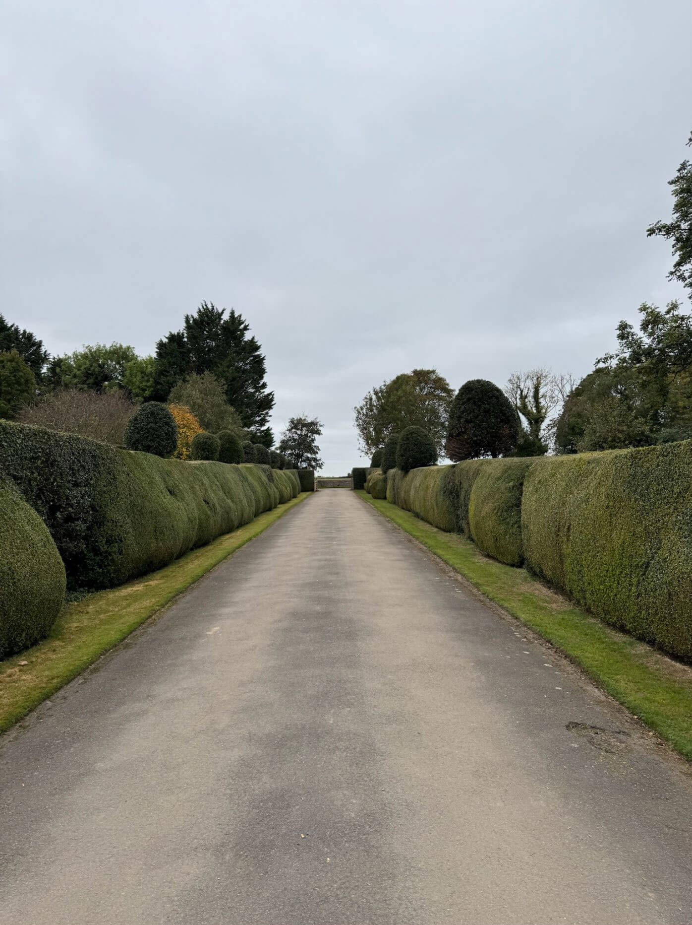 Long driveway bordered by rounded clipped hedges