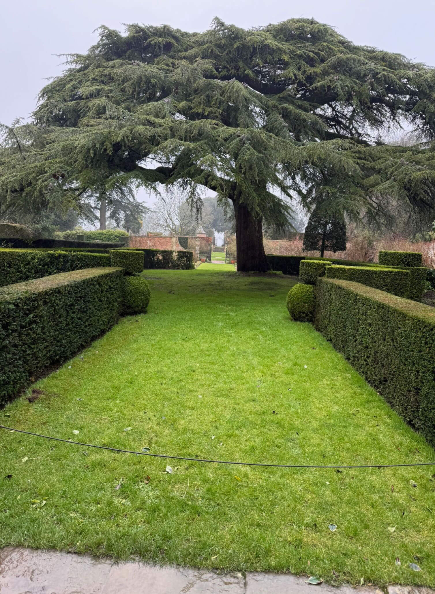 Lawn divided by low hedges beneath a spreading cedar