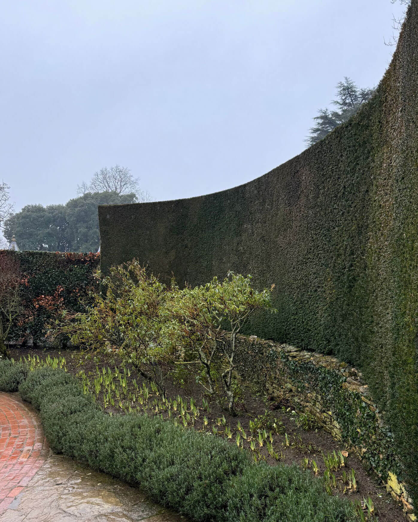 Curved tall hedge behind a mixed planting border