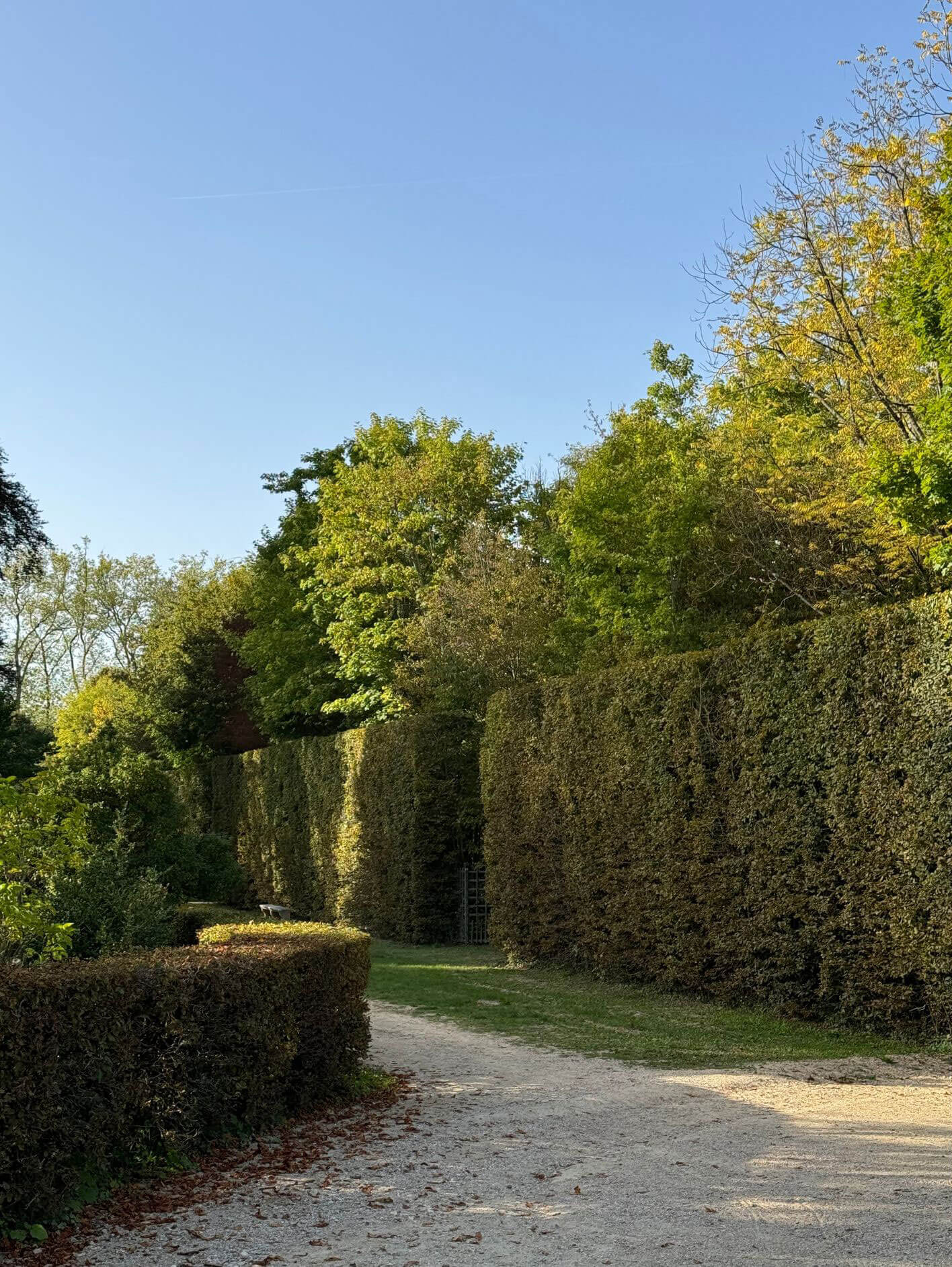 Gravel paths between tall hedges and autumn planting