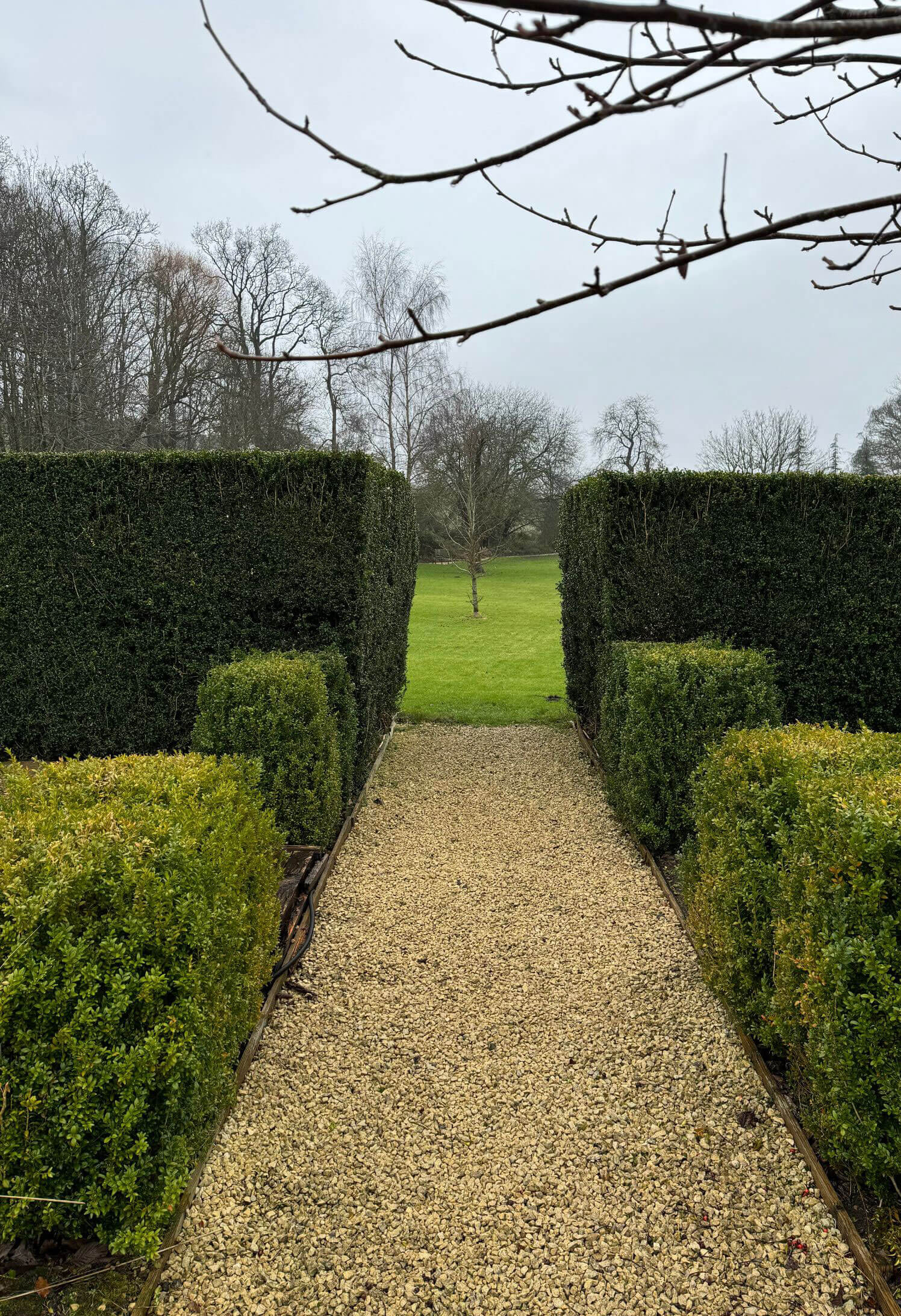 Gravel path between clipped hedges beneath bare branches