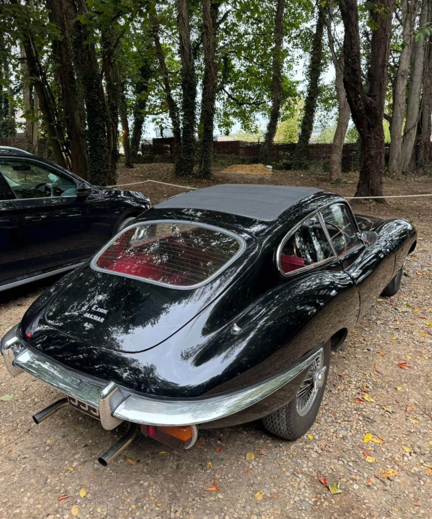 Rear view of a dark E-type coupe beneath trees