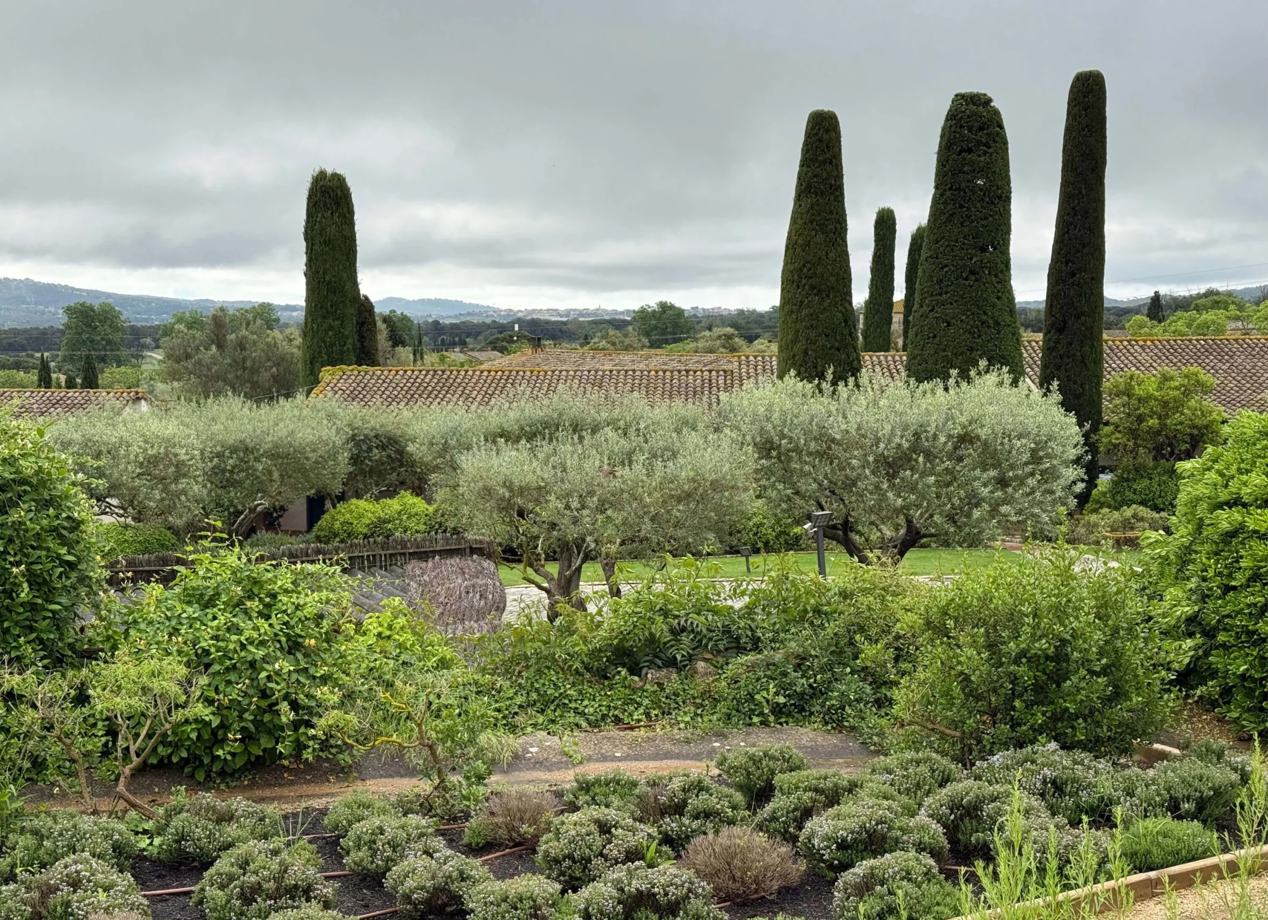 Cypresses and olive trees in a layered countryside garden
