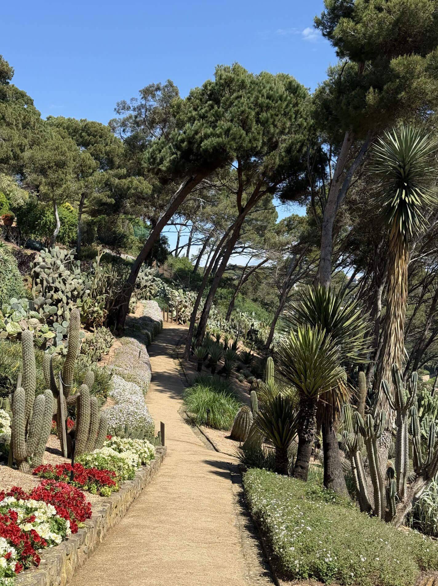 Curving garden path beside cacti and tall palms
