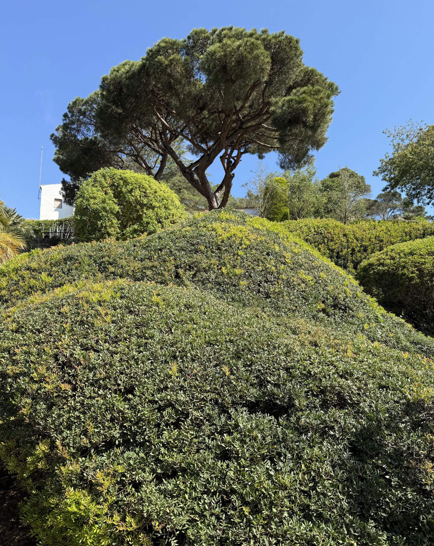 Rounded planted mounds beneath a broad pine canopy