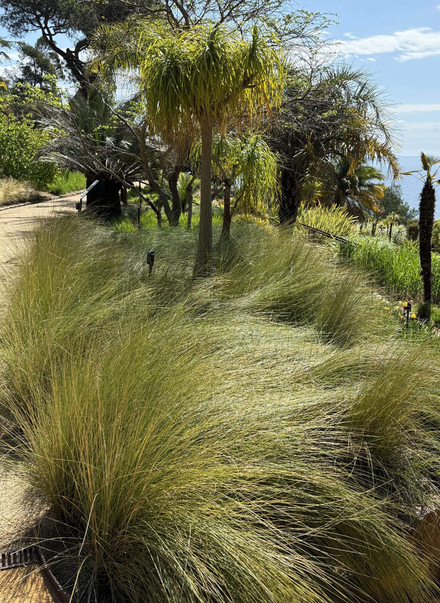 Ornamental grasses beneath palms and coastal trees