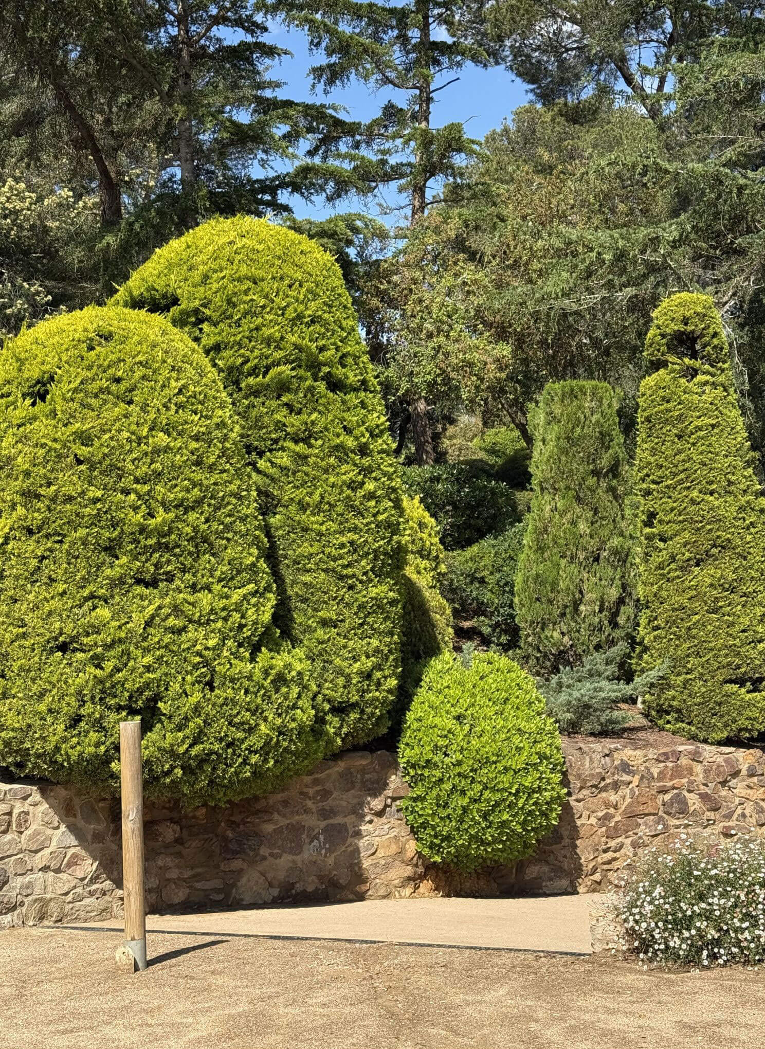 Tall sculpted topiary beside rounded green shrubs
