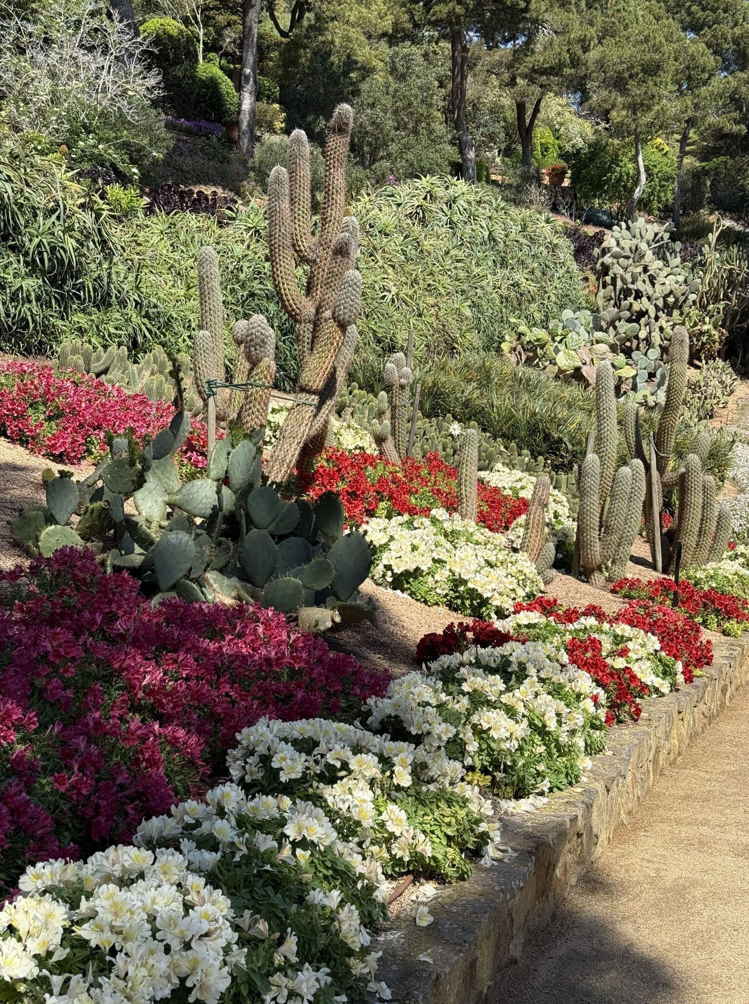 Flowering beds and tall cacti along a garden terrace