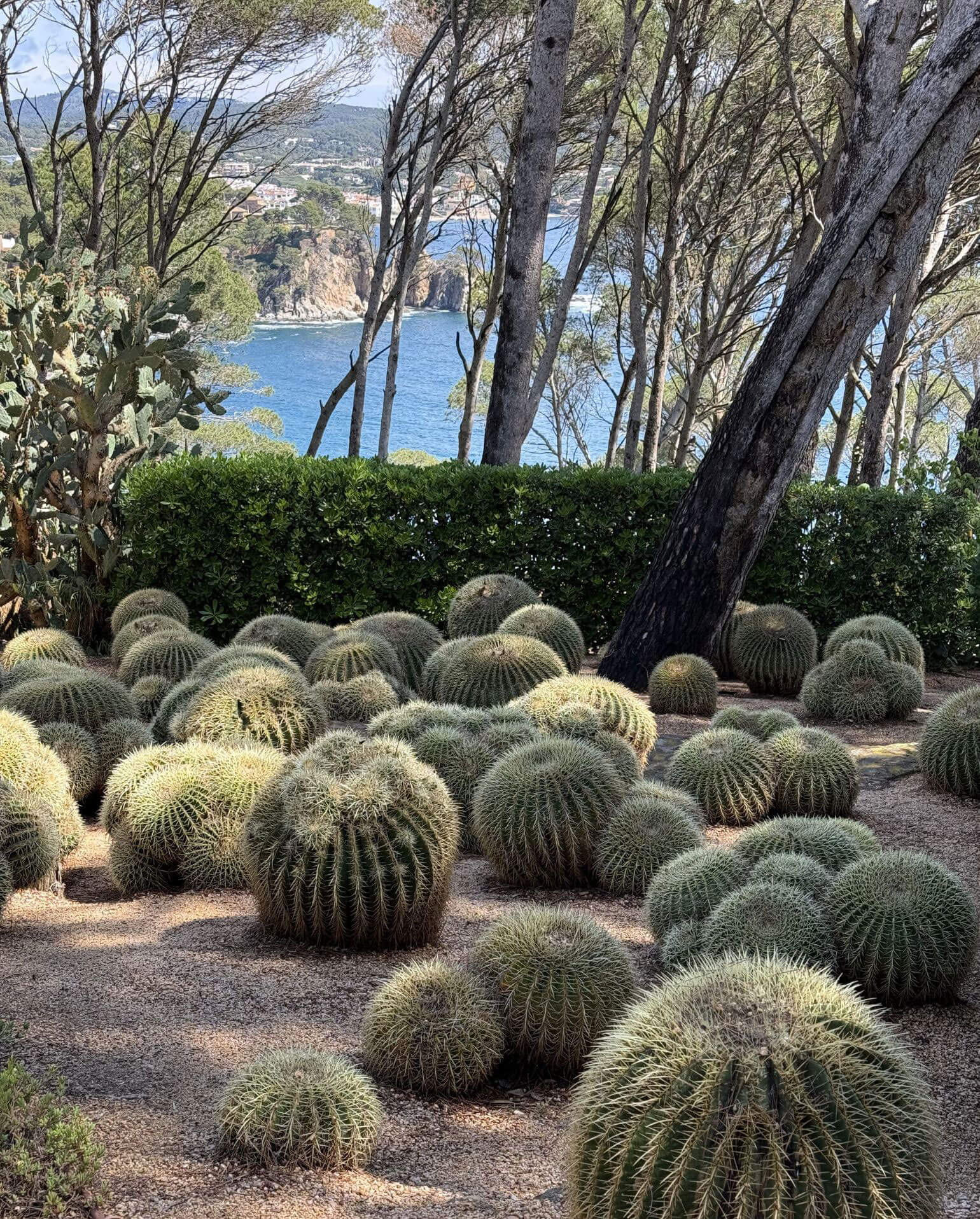 Round barrel cacti beneath trees overlooking the water