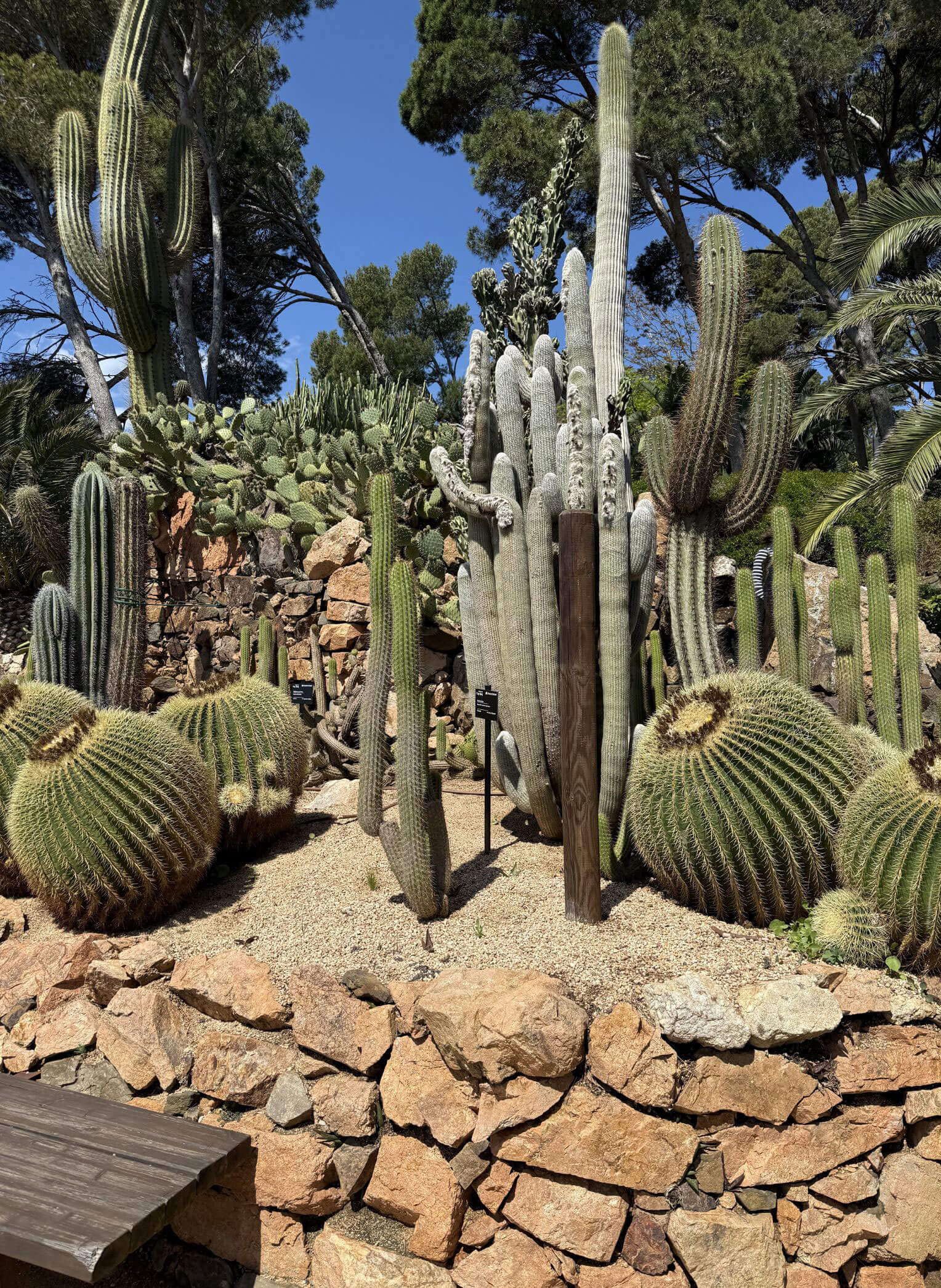 Columnar and barrel cacti above a rough stone retaining wall