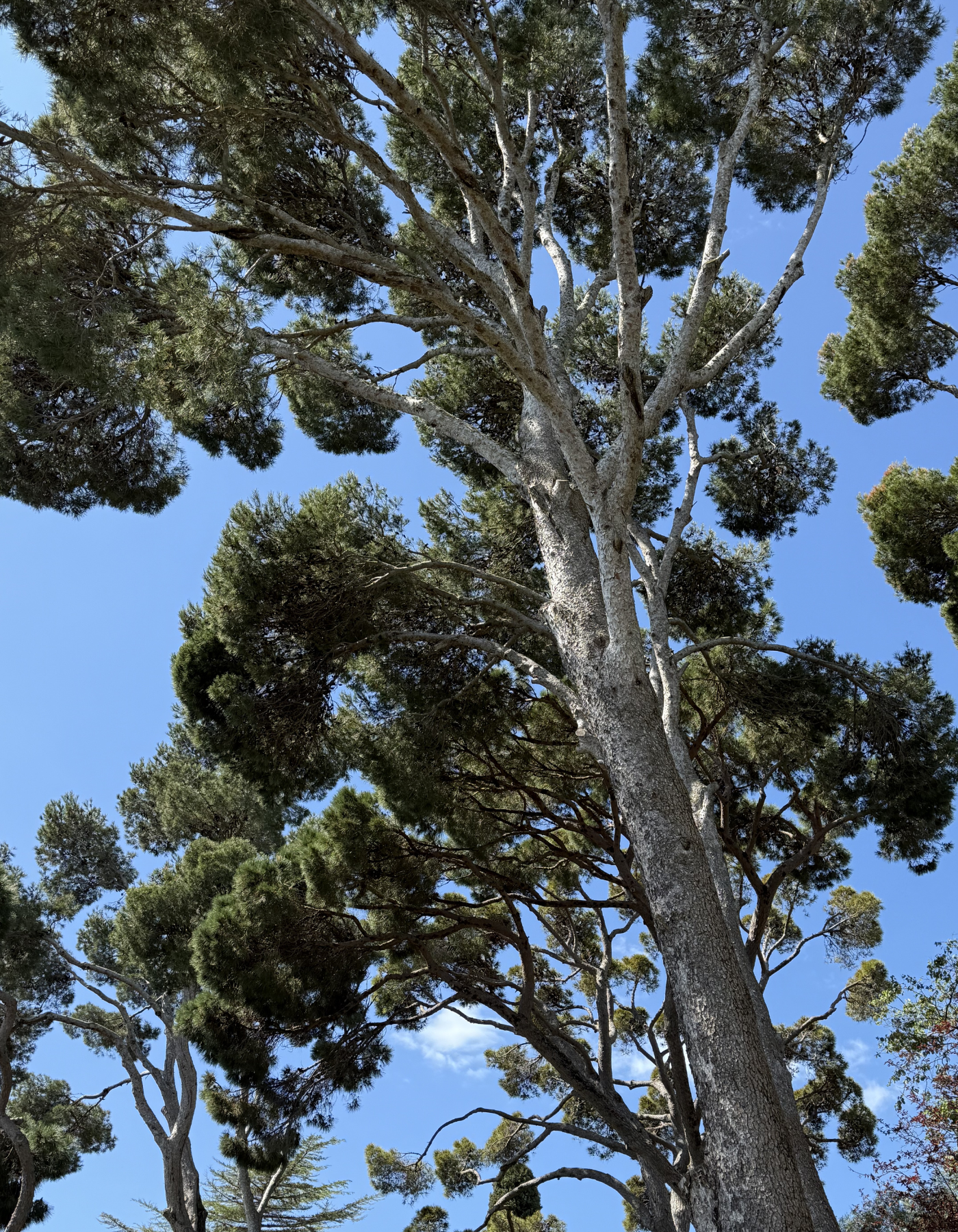 Tall branching tree silhouetted against blue sky