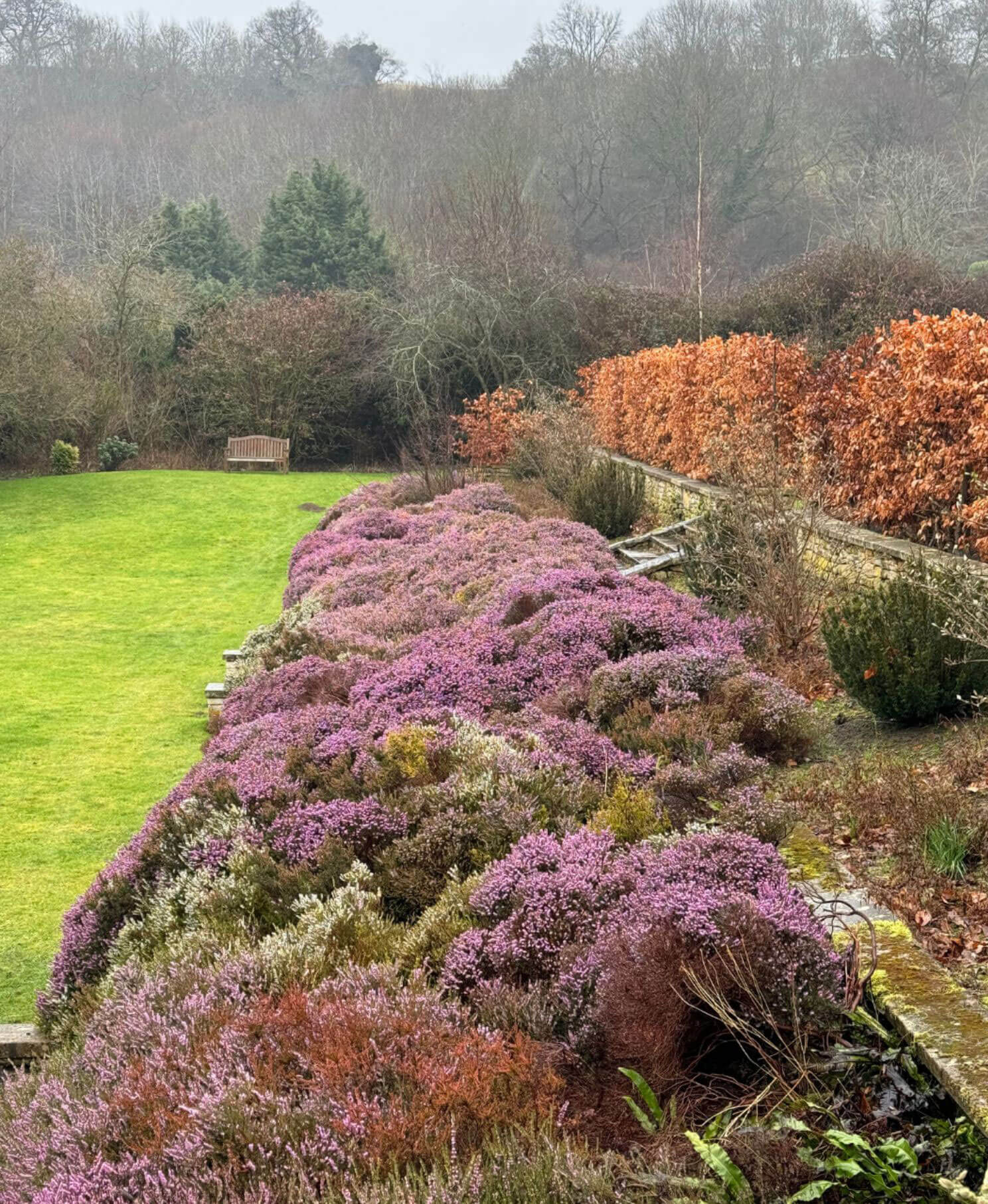 Purple flowering shrubs beside a lawn and hedge