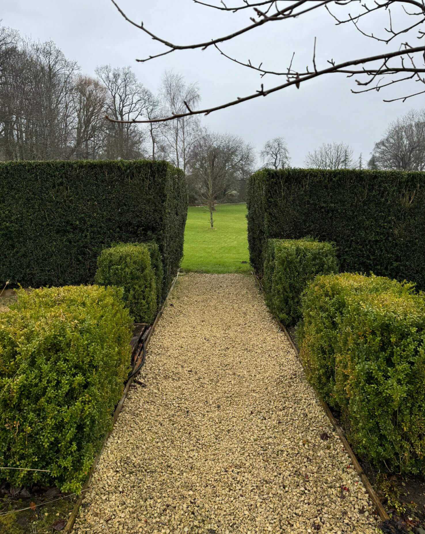 Gravel garden path between tall clipped hedges